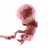 Human fetus at week 11, abstract illustration