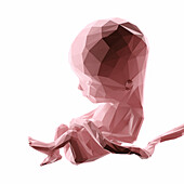 Human fetus at week 13, abstract illustration