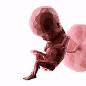 Human fetus at week 15, abstract illustration