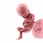 Human fetus at week 17, abstract illustration