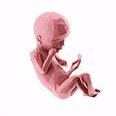 Human fetus at week 19, abstract illustration