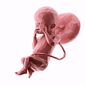 Human fetus at week 23, abstract illustration