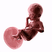 Human fetus at week 25, abstract illustration