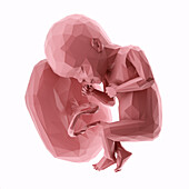 Human fetus at week 27, abstract illustration