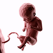 Human fetus at week 29, abstract illustration