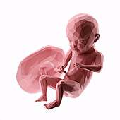 Human fetus at week 31, abstract illustration