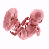 Human fetus at week 35, abstract illustration