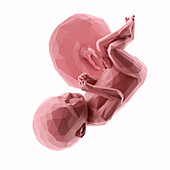 Human fetus at week 39, abstract illustration