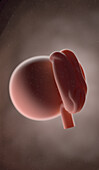 Human fetus at week 4, illustration