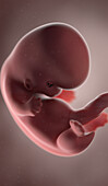 Human fetus at week 8, illustration
