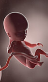 Human fetus at week 14, illustration