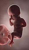 Human fetus at week 34, illustration