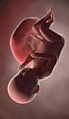 Human fetus at week 38, illustration