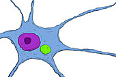 Rabies virus particles in neuron, illustration