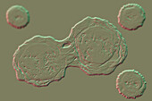 Stem cells, illustration