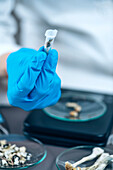 Laboratory technician holding daily dose in a micro tube
