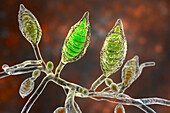 Microsporum canis fungus, illustration