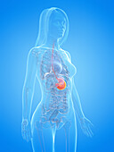Human stomach, illustration