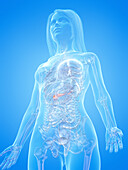 Human pancreas, illustration