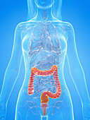 Human colon, illustration