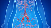 Human abdominal vascular system, illustration