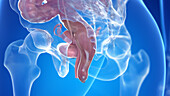 Human uterus and rectum, illustration