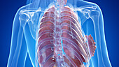 Human thorax anatomy, illustration
