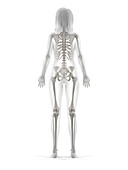 Human skeleton, illustration