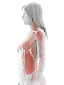 Human muscles, illustration