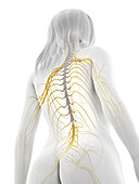 Human nervous system, illustration