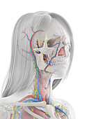 Human anatomy, illustration