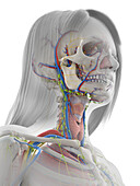 Human facial anatomy, illustration