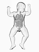 Illustration of a baby's internal organs