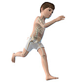Illustration of a boy's skeletal system