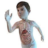 Illustration of a boy's upper body anatomy