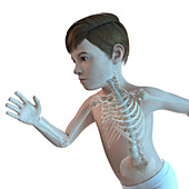 Illustration of a boy's skeletal system