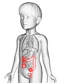 Illustration of a boy's colon