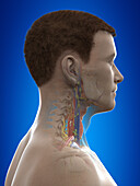 Neck anatomy, illustration