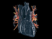 Pulmonary veins, illustration