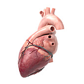 Human heart, illustration