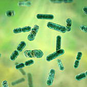 Bacteroides sp. bacteria, illustration