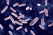 Citrobacter bacteria, illustration