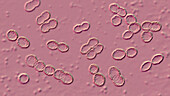 Lactococcus bacteria, illustration