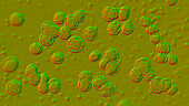 Pediococcus bacteria, illustration