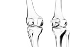 Knee joints, illustration