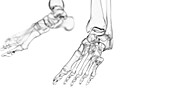 Human ankle joint, illustration