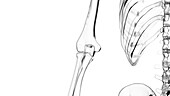 Elbow joint, illustration