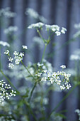 Wild carrot against a blurred background