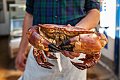 A chef holding a crab