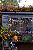 Herbstdekoration mit Kürbis und Pflanzen vor Fenster im Garten